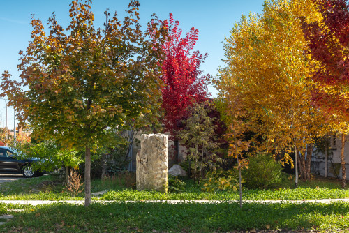 Trees & Public Spaces